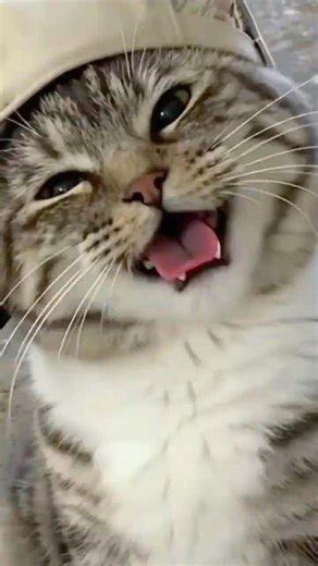 Momen Kucing Paling Absurd & Lucu, A Collection of the Most Absurd & Funniest Cat Moments #shorts