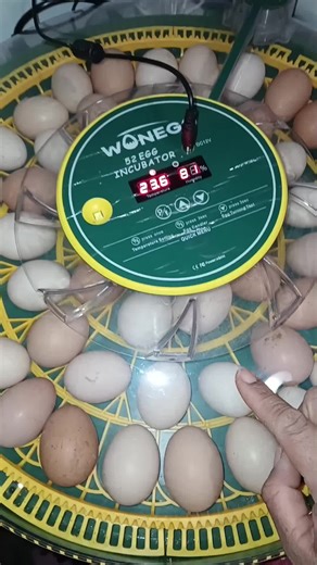 INCUBADORA PARA 52 HUEVOS CON ROTACION AUTOMATICA