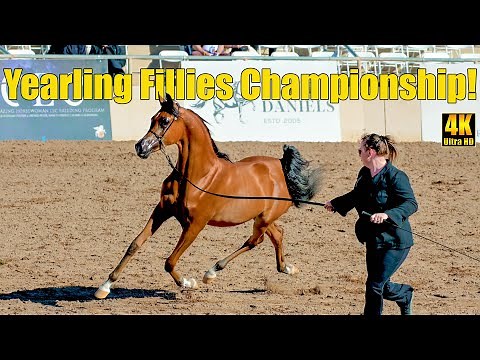 Yearling Fillies Championship at Scottsdale Arabian Horse Show