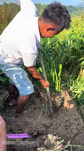 Digging Up Spice: How a Shovel Unearths Fresh Ginger