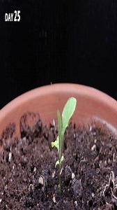 Eggplant time-lapse: 110 days from seed to vibrant harvest - 70 days in 7 minutes: Marigold plant life cycle time-lapse from seed to bloom