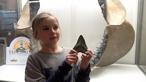 9-year-old Maryland girl finds 15-million-year-old Megalodon shark tooth