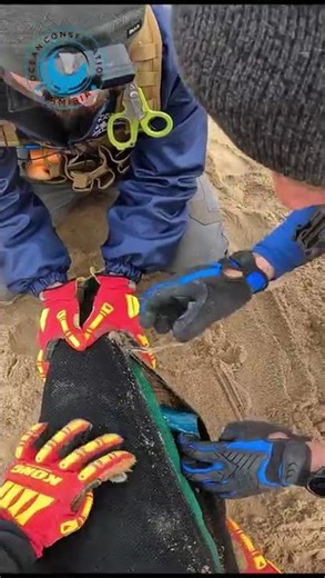 Seal 'Wears' Safety Goggles #shorts