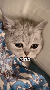 Do Cats Cry When They re Sad 😿 #CatFacts | Pet lovers