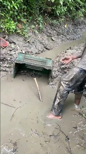 Village Fishing in Bangladesh | Traditional Fish Catching in Rural Areas | Natural Fishing #fishing