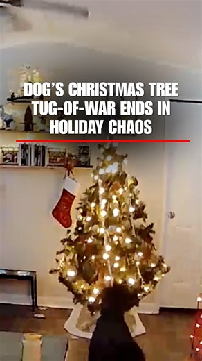 HOLIDAY MISCHIEF: A playful Labrador may have landed on Santa’s naughty list after playing tug-of-war with the owner’s Christmas tree and toppling it over. | Fox News