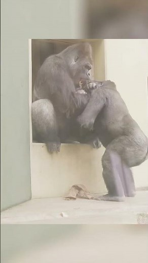 Gorilla Adores His Teenage Son #gorilla #zoo #foryou #foryoupage #cuteanimal #cutemonkey #cutepet