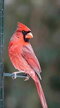 The Stunning Northern Cardinal: Nature’s Brightest Backyard Beauty! 🔴🐦