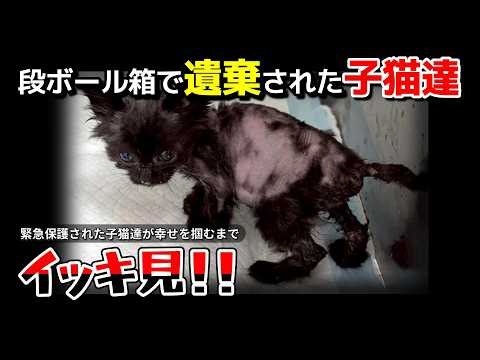 【神戸保護猫】段ボールで遺棄された子猫たちをイッキ見！
