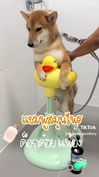 แชมพูสมุนไพร ด็อกด๋อยแพ้ยุง กลิ่นหอม ขนสวย แถมยังรักษาโรคผิวหนังได้ด้วย🧴🛁🫧✨🧼 #tameyagoodboy #แชมพู #แชมพูสมุนไพร #ด็อกด๋อยแพ้ยุง