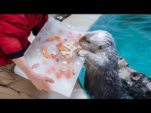 《鳥羽水族館》ラッコの「メイ」18歳の誕生日にアイスケーキをプレゼント🎁