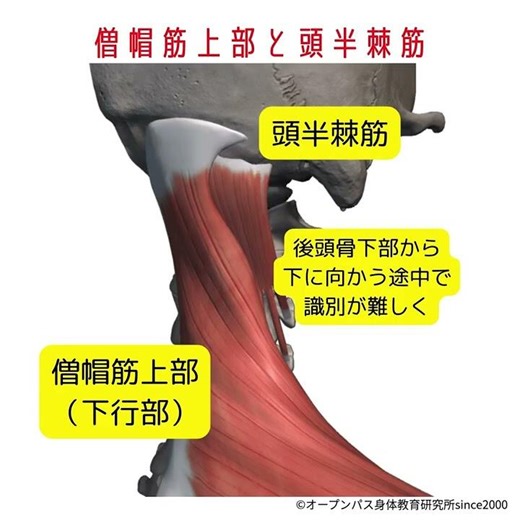 まちがいやすい触察部位：僧帽筋上部と頭半棘筋 #shorts #触察 #解剖学
