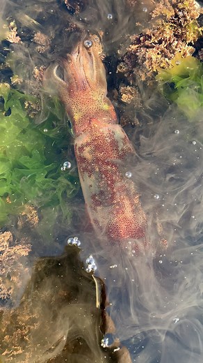 527K views · 1.9K reactions | Squid ink, like an exploding volcano 撚撚 #calamar #fishing #photoghraphy #reels #reelsviralシ #beach | Ben Mouloud_vlogs | Facebook