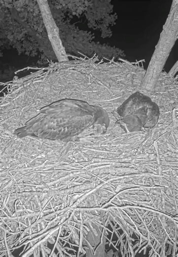 Kansas Eagles 5-1-26. Osage Casts a Pellet in Slo-Mo, Early Morning.