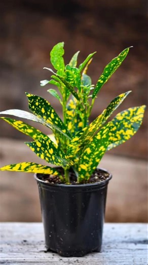 Patabahar /Gold Dust Croton plant 🌱🟢#shorts #plantcare