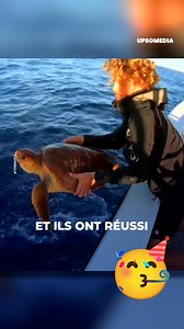 Peu importe la dureté de sa carapace, cette tortue de mer ne faisait pas le poids face à un requin-tigre. Tout était contre sa survie, jusqu’à ce qu’elle aperçoive une lueur d’espoir au-dessus de la mer : des humains. | Le Kiwi
