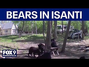 5 Black bears spotted roaming Isanti neighborhood