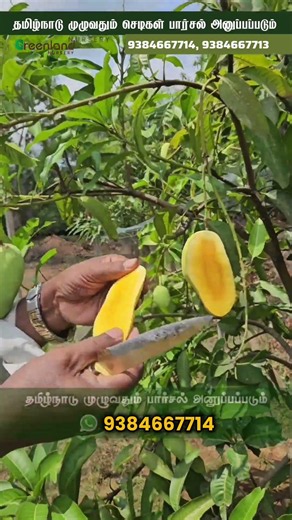 🥭Thailand Sweet Katimon Mango Sale in Chennai | Foreign & Native Mangoes This Weekend at Greenland