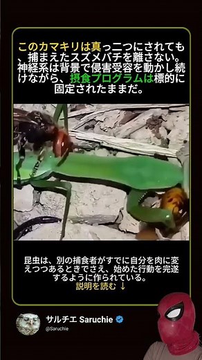 真っ二つにされてもカマキリは獲物を離さない — 神経系が命令し続ける