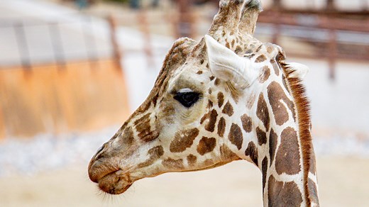 25  spring break activities in Oklahoma, including festivals, concerts and new exhibitions