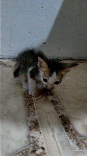 Cat Vs. Cockroach (Cat Eating Alive Cockroach)