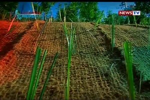 978K views · 9.7K reactions | Assignment Pilipinas: Pinagkakakitaan na, nagagamit pang pamproteksyon laban sa sakuna ang coco fiber na ginagawa ng mga taga-Quezon province. Ang lubid na gawa sa niyog, matibay raw at hindi basta-basta nasisira. Mabisa nga raw itong pangontra sa pagguho ng lupa. Si Tina Panganiban-Perez, on assignment. | State of the Nation - GMA News | Facebook
