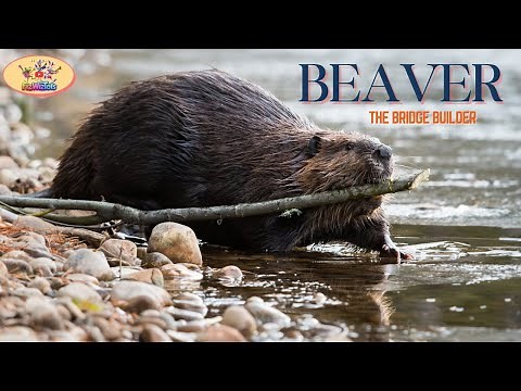Meet the Beaver! Fun Facts for Kids