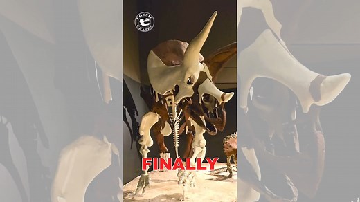 Finally, Yoshi's Trike! This gorgeous Triceratops display is at the Museum of the Rockies. The brown bones are casts of original material, white are of the bones not found that were cast from other specimens and scaled to the correct size. I wish more places did this. Yoshi is a sub-adult based on histology. At 20’ long, it was not done growing! How long would those horns have grown??? I didn’t measure them this time but after-the-fact it looks like 30 cm was added to the tip, on top of the 90 (