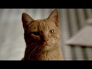 The Sopranos - Paulie's last war: The Cat