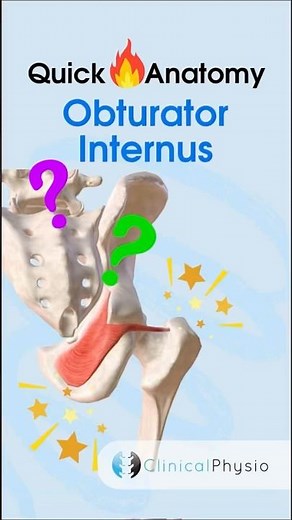 Obturator Internus #physicaltherapy #physiotherapy #anatomy #hiprotators