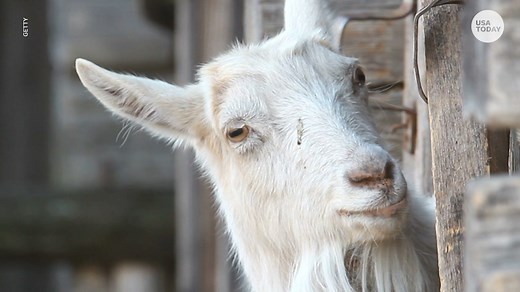 Coronavirus: Invite a llama, goat to your Zoom call