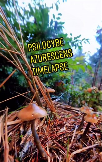 Timelapse of Psilocybe Azurescens Growth