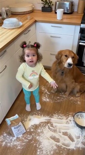 Dog’s Guilty Face vs Toddler’s Denial - Who’s the Real Culprit?
