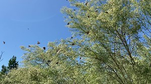 21K views · 826 reactions | Are you seeing bunches of butterflies? Large numbers of American Snouts are passing through Texas right now. See a close-up picture in our comments for how this butterfly got its name.  Jayson May #TxPollinators | Texas Parks and Wildlife | Facebook