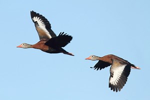 27 Species Of Ducks In South Carolina (ID, Calls, Season Guide)