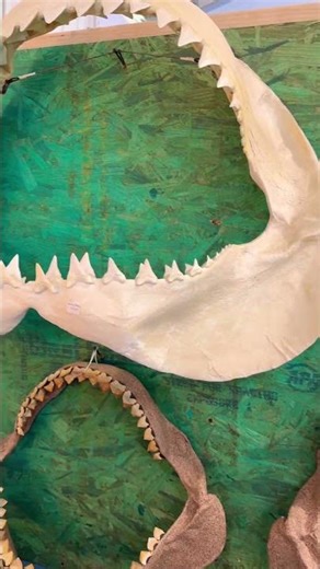 Shark Jaws at the Tucson Arizona Fossil show #jaws #jawsmovie #fossilhunting