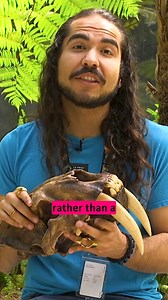 How do you think Smilodon hunted equipped with its saber-like canines? Museum Educator Ruben shares the saber-toothed cat's 𝘬𝘪𝘭𝘭𝘦𝘳 hunting tactic. | La Brea Tar Pits and Museum