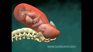 Jornada do Nascimento: Animação 3D Revela os Detalhes do Parto Normal - Fertilidade.org