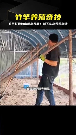 竹竿打造的棲息天堂！仿林下生態養殖，自由放養動物的樂園 #野人 #猎人 #山谷 #警察 #冒险