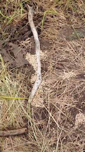 Alien Ant Farm! 😄