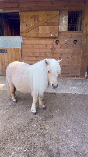 1.2K views · 634 reactions | Science has shown that if you wear a pink jacket once a week all of your troubles go away. P.S. Yes, we did escape in the making of this vid. Yes, we avoided capture all day so that we didn’t have to take our pink jackets off. And yes, it was as fun as it looks. Thank you @horseware for providing the goods for me and my v big buddies. | Teddy The Shetland | Facebook