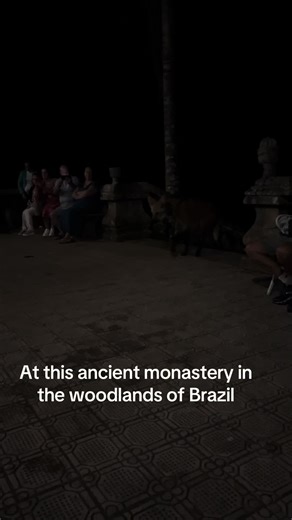 #manedwolf #wolf #brazil #wildlife #experience