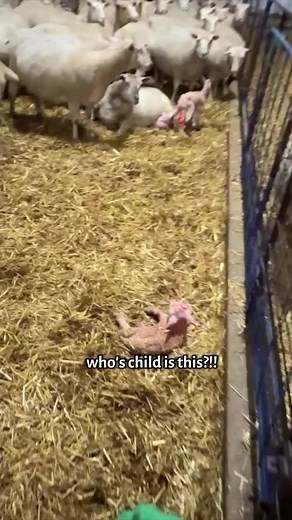 Sheep Lambing: A Heartwarming Winter Moment