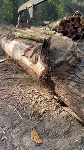 This tree is hissing at us!!! Y’all guess the board feet in Doyle scale😎😎 | Buckwild with Bubbarudy