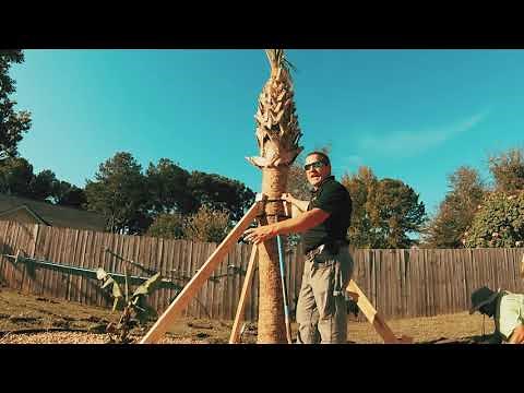 Bracing New Trees Properly