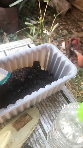 初心者の家庭菜園でほうれん草を育てる方法