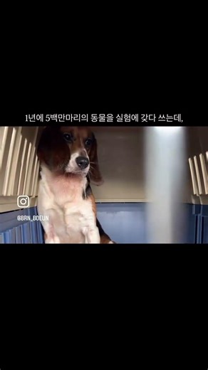 2026년 4/24 실험동물의날 구조 0마리