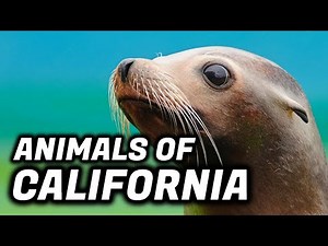 What Is The National Animal Of California?