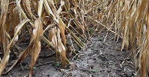 Corn School: Tackling corn rootworm