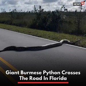 A group of friends were stunned after they spotted a giant Burmese python crossing the road at Everglades National Park in Florida, in the United States #unitedstates #snake #florida #python | News18